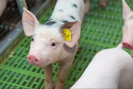 Maximize Efficiency And Productivity HDX/FDX 134.2khz RFID Ear Tag Passive Round Livestock Animal Tag
